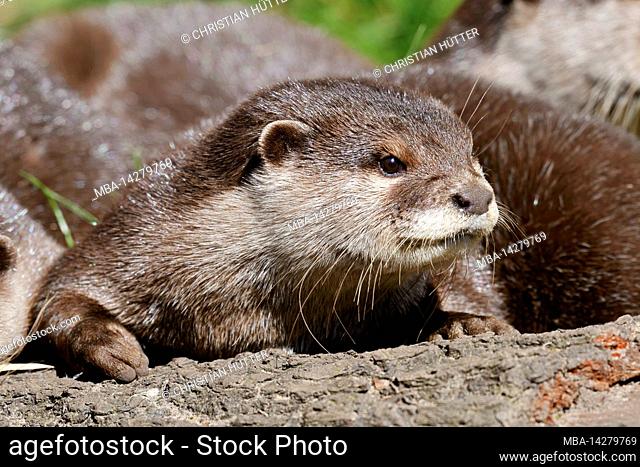 Dwarf or short-clawed otter (Aonyx cinerea), adult, Asia