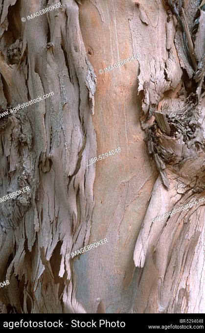 Tasmanian Blue Gum (Eucalyptus globulus) tree bark