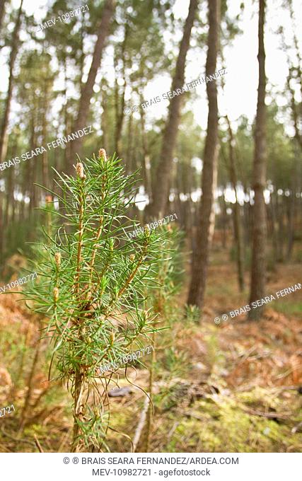 Maritime Pine - young trees Allariz, Galicia, Spain (Pinus pinaster)