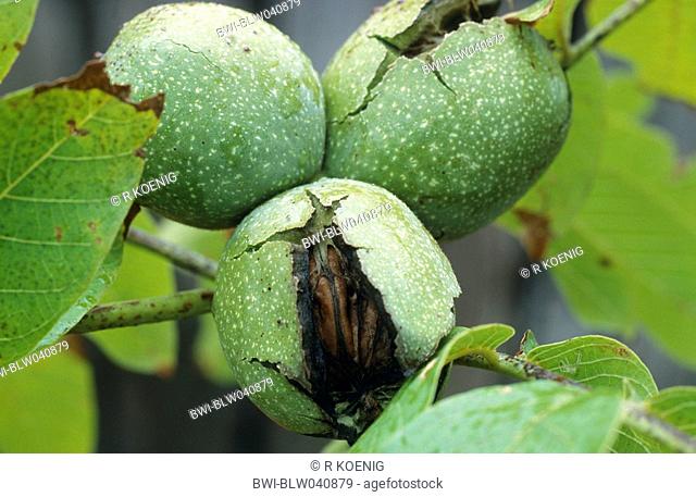 walnut Juglans regia, green outer layers of fruits dehiscing