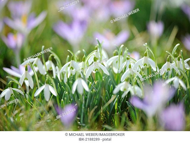 Spring Crocuses (Crocus albiflorus) and Snowdrops (Galanthus nivalis), Stuttgart, Baden-Wuerttemberg, Germany, Europe, PublicGround
