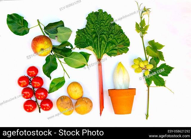 Flat lay with different kinds of fresh local vegetables en fruits like, rhubarb, tomato, apple, grapes, chicory, and potato