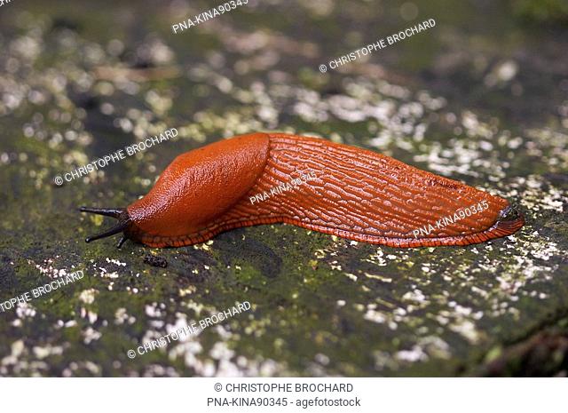 Red Slug Arion ater rufus - Nature reserve Silberberg, Natrup-Hagen, Lower Saxony, Germany, Europe