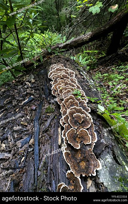 Turkey Tail Mushroom (Trametes versicolor) growing on fallen tree trunk - Sycamore Cove Trail, Pisgah National Forest, near Brevard, North Carolina, USA