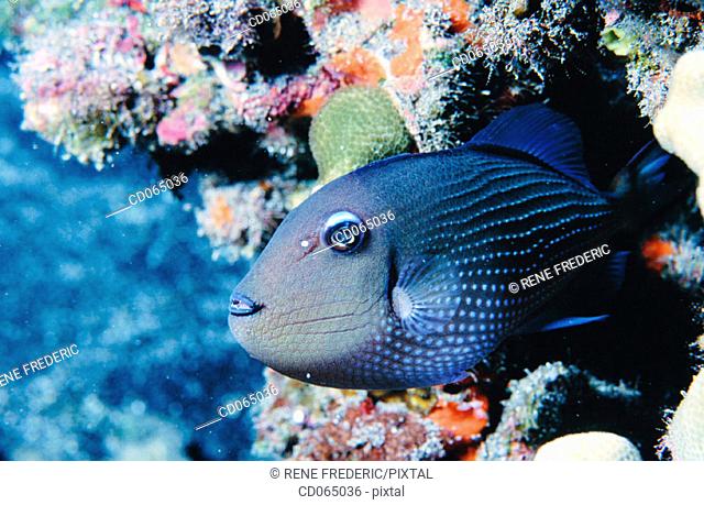 Blue Triggerfish (Pseudobalistes fuscus). Hawaii Islands. USA