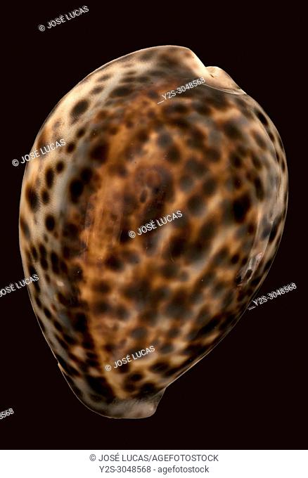 Seashell of a Tiger Cowry (Cypraea tigris tigris). Malacology collection, Spain, Europe