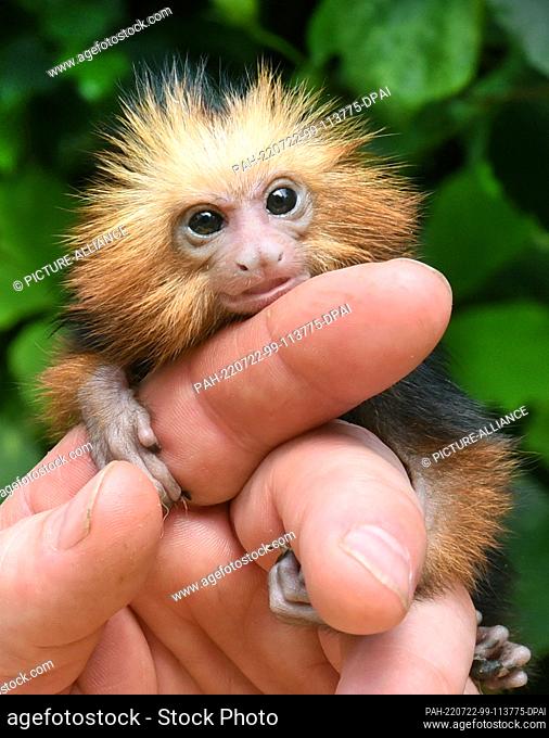 19 July 2022, Saxony-Anhalt, Wittenberg Lutherstadt: At Alaris Butterfly Park, three-week-old golden-headed lion monkey ""Irene"" curiously holds onto the...