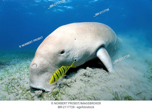 Dugong fish Stock Photos and Images | agefotostock