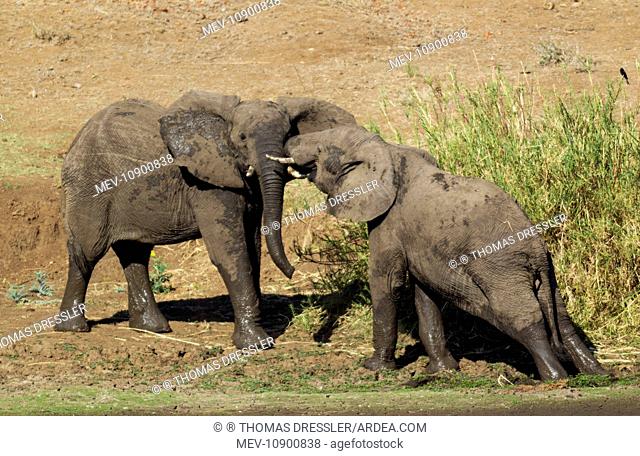 African Elephant (Loxodonta africana). fighting bulls at the bank of the Shingwedzi River - series 4 of 5 - Kruger National Park, South Africa