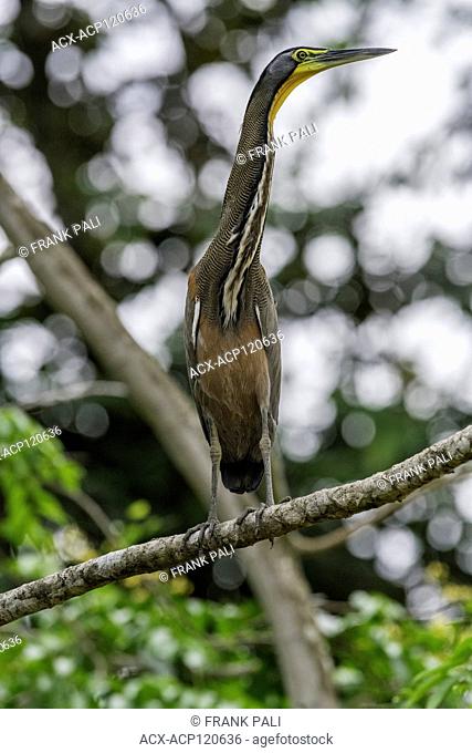 The bare-throated tiger heron(Tigrisoma mexicanum) is a wading bird of the heron family, Ardeidae, found from Mexico to northwestern Colombia