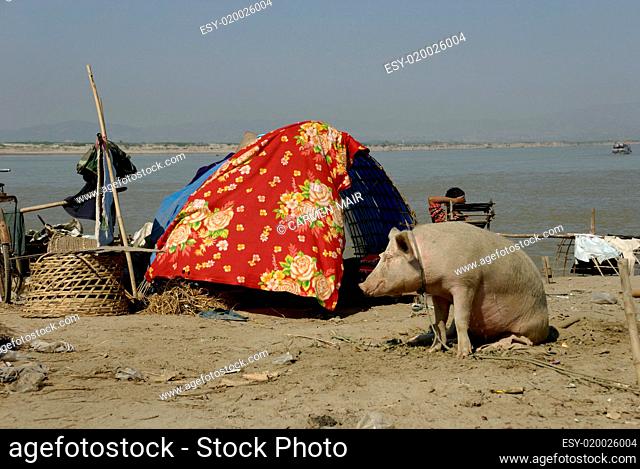 Schwein vor einem Zelt am Ayeyarwady in Mandalay