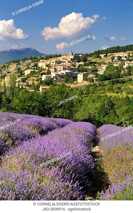 Lavender field and (Lavendula augustifolia) Village Aurel, in background, Plateau de Vaucluse, Alpes-de-Haute-Provence, Provence-Alpes-Cote d'Azur, Provence