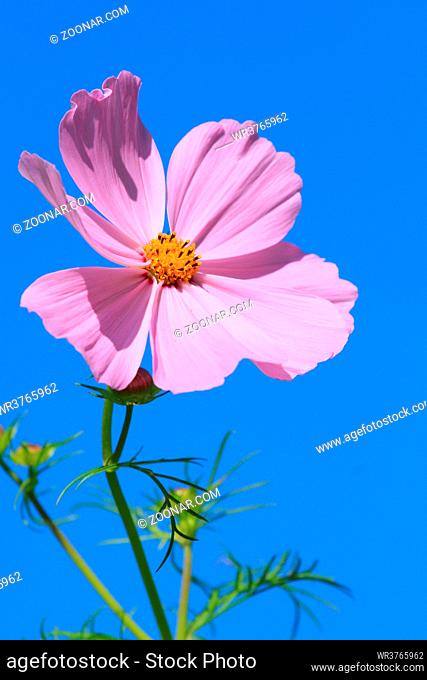 Schmuckkörbchenblüte vor blauem Hintergrund, bloom with blue background, Cosmos bipinnatus