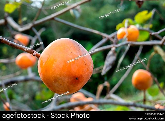 yellow ripening persimmons on the tree in the farm at Xinpu township, Taiwan