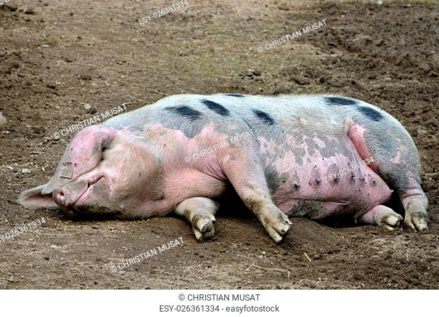 Sow of Bayeux (Sus scrofa), French race, lying on ground
