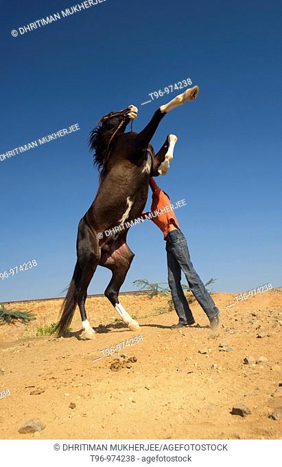 Keeper with domestic horse jumping, Gujarat, India