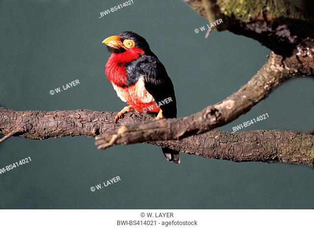 beared barbet (Lybius dubius), sitting on a branch, side view