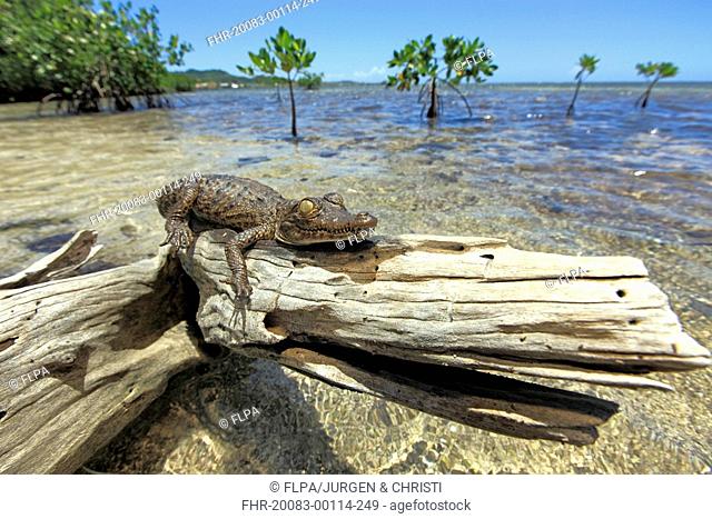 American Crocodile Crocodylus acutus young, resting on driftwood at shore, near mangroves in shallow water, Roatan, Honduras