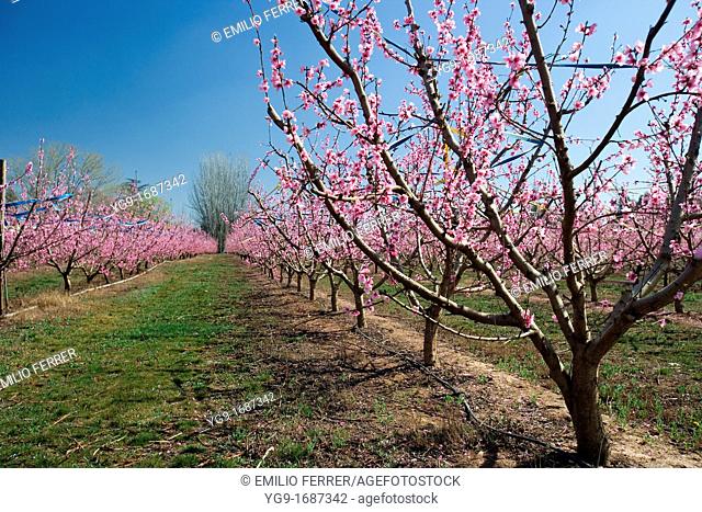 Nectarine trees with flowers in spring, LLeida, Spain