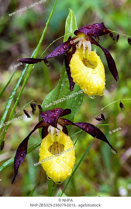 Two wet Lady's slipper orchid flowers (Cypripedium calceolusI, Oulanka national park, Kuusamo, Finland