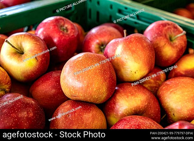 16 April 2020, Saxony, Wurzen: Jonagold (Malus domestica) apples are pome fruits that ripen on the tree and where there are about 40 to 50 varieties