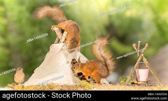 close up of red squirrel standing on a teepee with another squirrel going in with bird watching