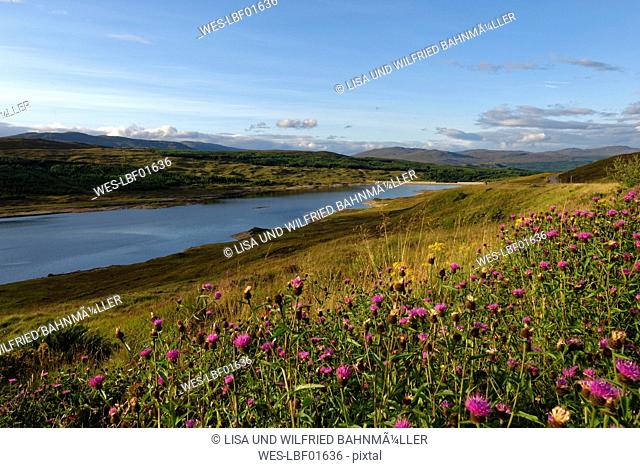 UK, Scotland, Northwest Highlands, Flower meadow at Loch Loyne