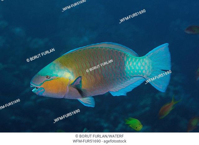 Bullethead Parrotfish, Scarus sordidus, Marsa Alam, Red Sea, Egypt