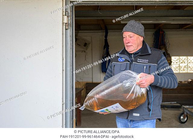 01 December 2019, Lower Saxony, Emden: Hilke Nieland, district fishery association, brings a large bag filled with young mud whips in the water to one of the...