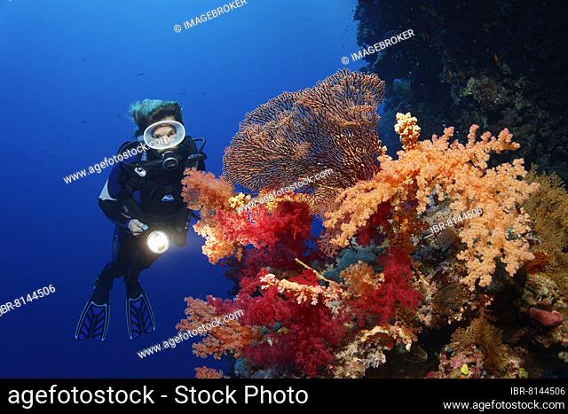 Diver on coral reef wall looking at multicoloured klunzinger's soft coral (Dendronephthya klunzingeri) and horn coral (Acabaria splendens) fan, Deadalus Reef