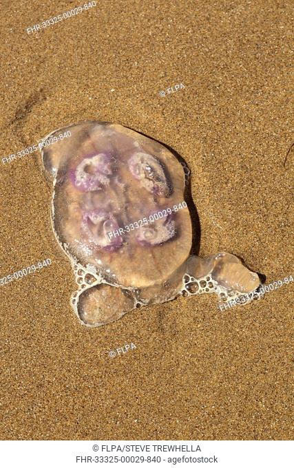 Common Jellyfish Aurelia aurita adult, stranded on sandy beach, Gower Peninsula, Glamorgan, Wales, july