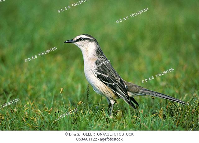 Chalk-browed Mockingbird, Mimus saturninus