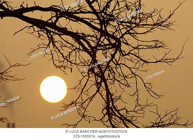Rising sun and tree
