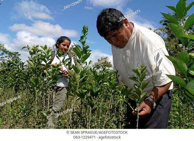 Technician with committee member in the ECOTOPS citrus tree nursery, Remolinos, ECOTOPS projects in Alto Beni, Bolivia