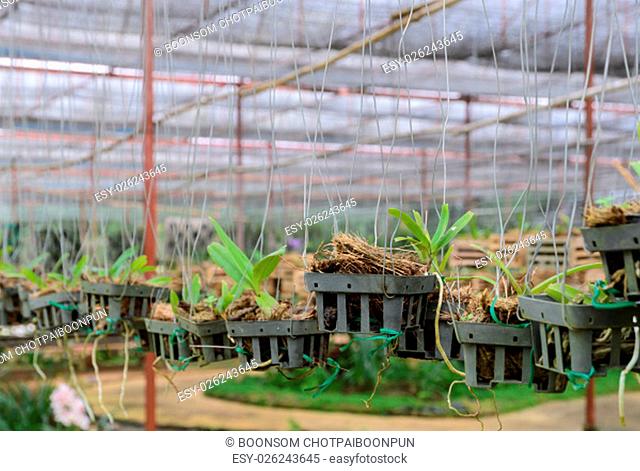 Dendrobium Orchid seedlings plant nursery in greenhouse