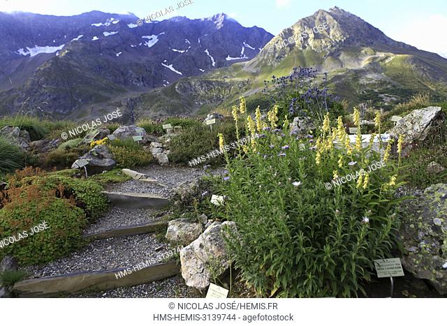France, Hautes Alpes, Villar d'Arene, Col du Lautret, Alpine Botanical Garden of Lautaret, Massif du Combeynot