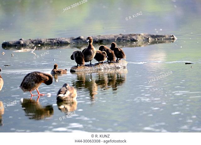 Tufted Duck, Aythya fuligula, Anatidae, duck, downy young, bird, animal, dam of Klingnau, nature reserve, wetland, Canton of Aargau, Switzerland