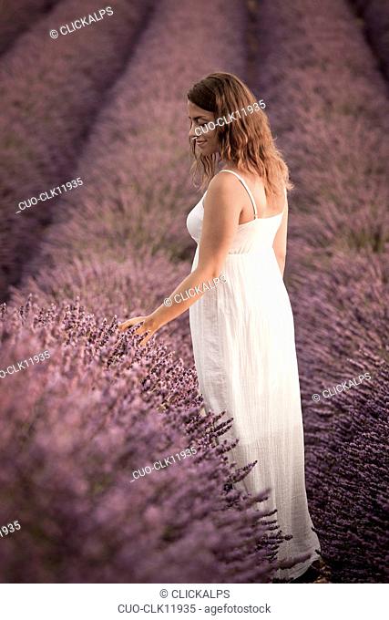 Woman in a lavender field, Plateau de Valensole, Alpes-de-Haute Provence, Provence, France, Europe