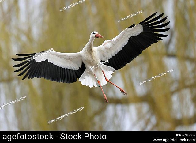 White stork (Ciconia ciconia) flying, Hesse, Germany, Europe