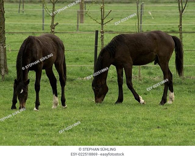 Münsterländer Pferde