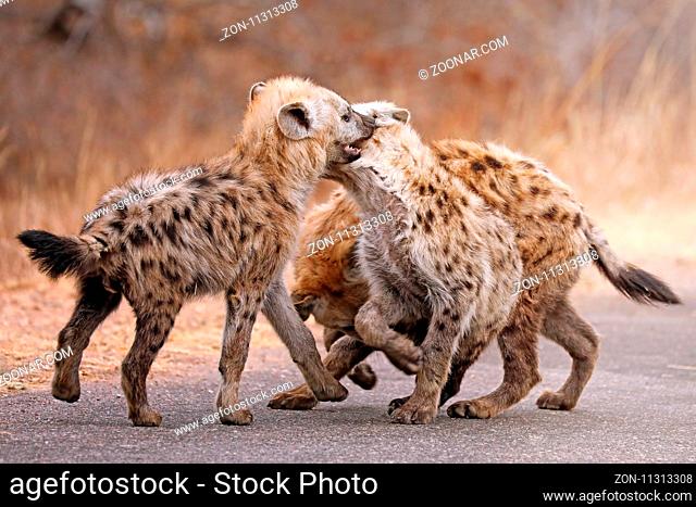 Junge Tüpfelhyänen spielen auf der Straße, Kruger Nationalpark, Südafrica; young hyenas playing on the street, south africa, wildlife, Crocuta crocuta