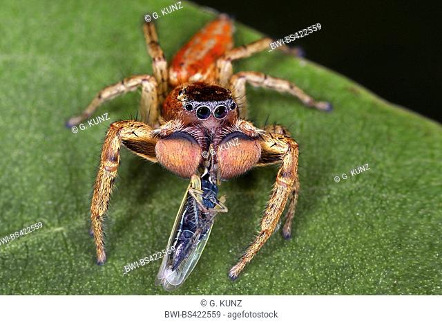 Jumping spider (Marpissa pomatia), on a leaf with caught cicada, Germany