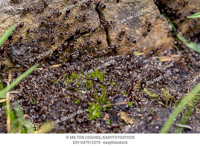 Swarm of busy black ants (Lasius niger) in a UK garden