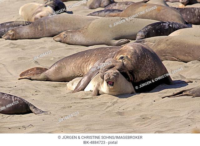 Northern Elephant Seals (Mirounga angustirostris), adult pair on the beach mating, elephant seal colony, Piedras Blancas Rookery, San Simeon