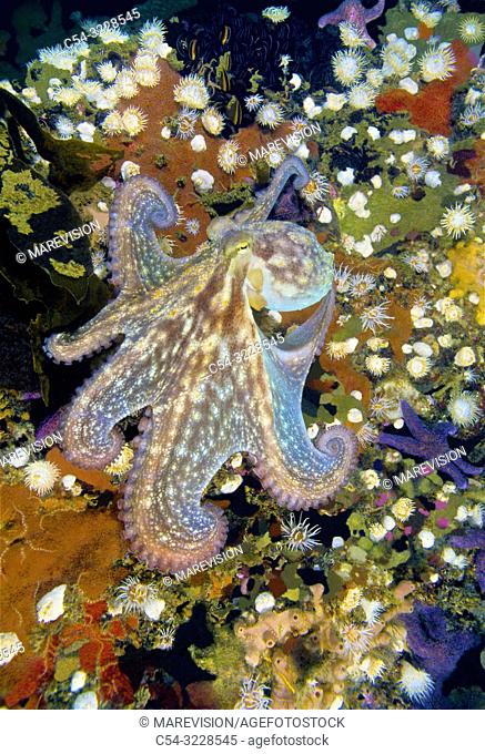 Common octopus (Octopus vulgaris). Eastern Atlantic. Galicia. Spain. Europe