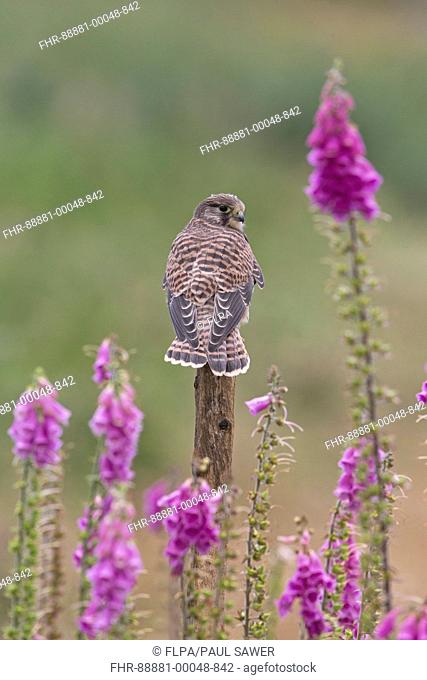 Common Kestrel (Falco tinnunculus) immature, perched on post next to Common Foxglove (Digitalis purpuera) flowers, Suffolk, England, July, controlled subject