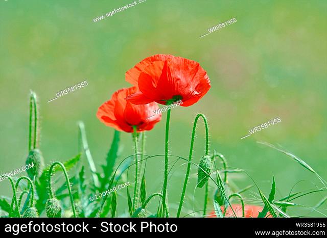 Red Poppy Flowers in the Green Grass