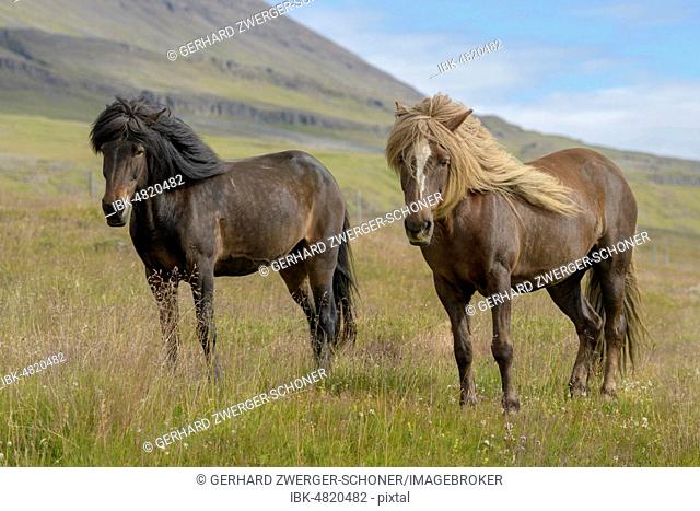 Two brown Icelandic horses (Equus islandicus) on the pasture, Sauðárkrókur, Akrahreppur, Norðurland vestra, Iceland