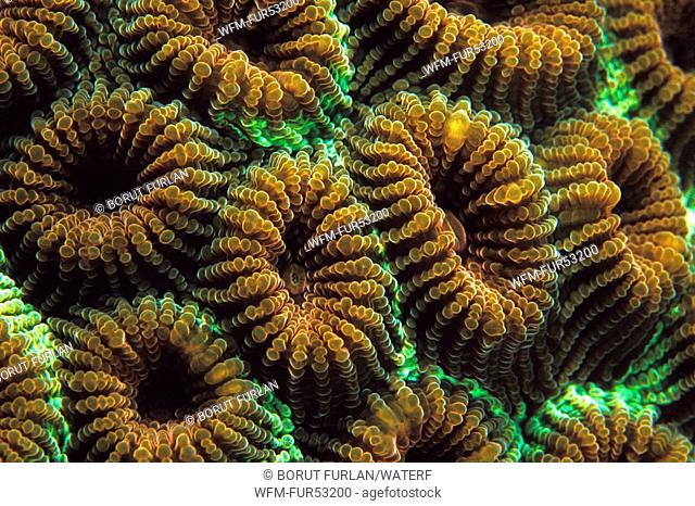 Polyps of Coral, Diplastrea sp., Manado, Sulawesi, Indonesia