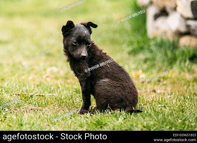 Funny Black Small Size Mixed Breed Homeless Puppy Dog Sit Outdoor In Green Grass At Spring Meadow